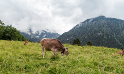 Fototapeta na wymiar Cows grazing in hight altitude in the Allgau. Bavaria, Germany.