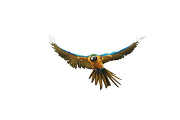 one macaw parrot flying, white background