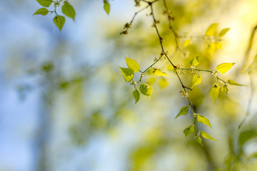 Fresh green leaves soft sunlight and delicate blue sky. Nature background