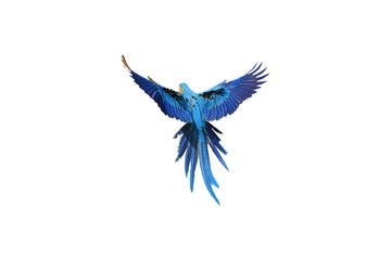 Blue feathers on the back of macaw parrot