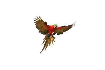 beautiful flight of the macaw parrot.