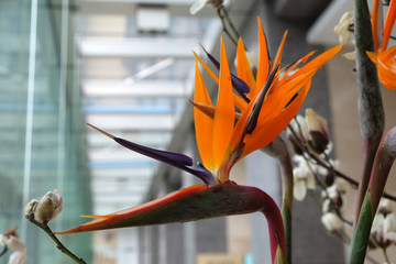 Sterlizia, exotic tropical flower