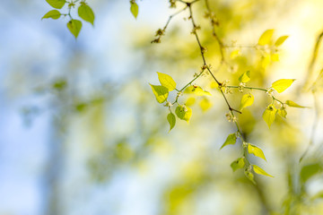 Fresh green leaves soft sunlight and delicate blue sky. Nature background