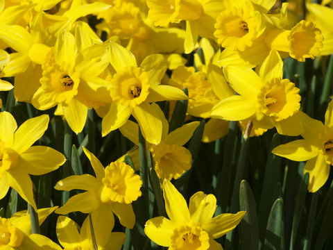 Narcissus pseudonarcissus - Narcisses ou Jonquilles jaunes appelés Narcisses trompette aux tépales en étoile jaune clair autour d'une longue couronne