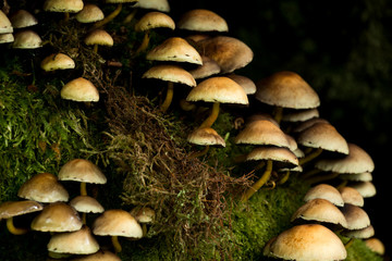 Fungi in Wistman's Wood, Devon, UK