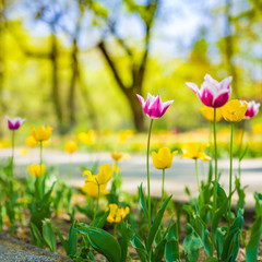 Beautiful spring nature background, tulips in outdoor park or garden