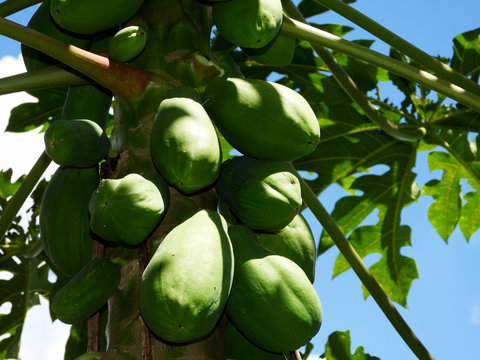 green papayas on the tree