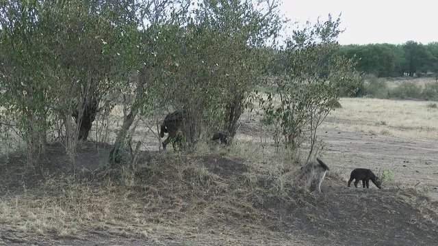 Spotted Hyena (Crocuta crocuta) around den, greeting, playing and grooming each other, Serengeti N.P. Tanzania