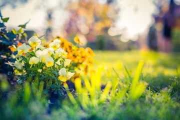 Beautiful spring summer garden closeup, flowers and sunlight with blurred background