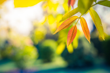Beautiful leaves of the walnut tree on a sunny blurred background