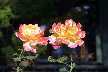 Rosa reflejada en el sol, en un parque de China. foto tomada en 2017