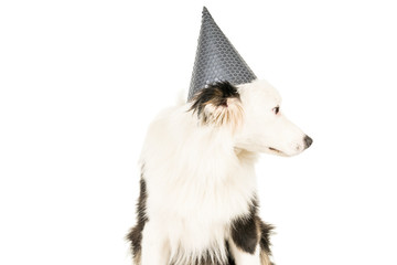 Australian Shepherd dog in white background with a birthday hat