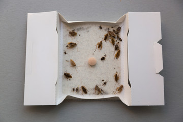 Cockroaches at home in an insect sticky trap