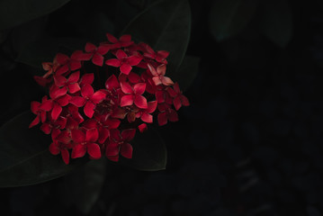 red flower on a black background