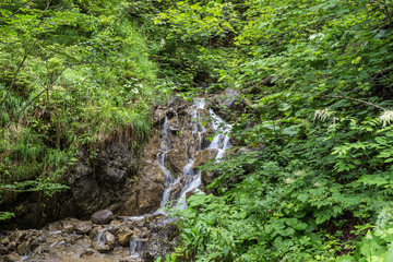 Obraz premium Torrent meandering trough wooded landscape in the high mountain region.
