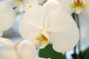 Beautiful orchid flowers
