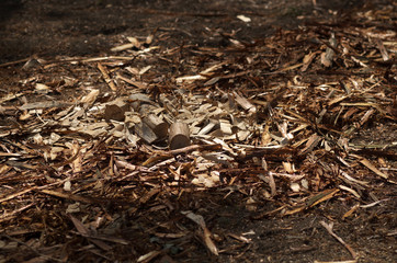 木屑　樹皮