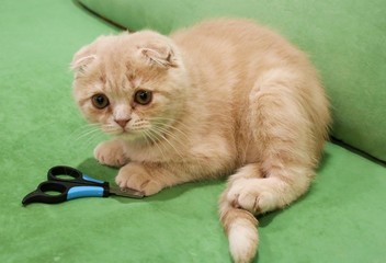 claw clippers and a little cat