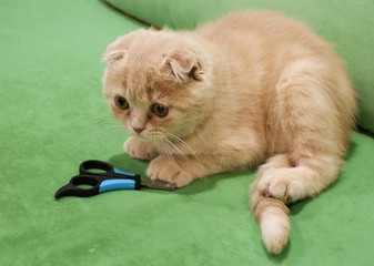 claw clippers and a little cat