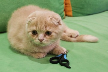 claw clippers and a little cat