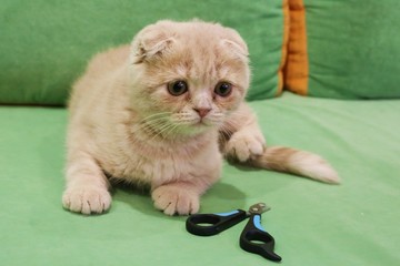 claw clippers and a little cat