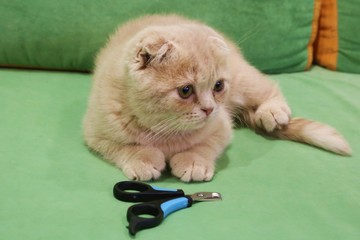 claw clippers and a little cat