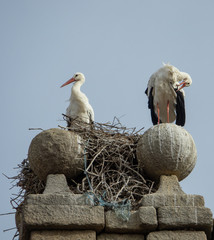 Storks and nest at the top of a tower in Avila