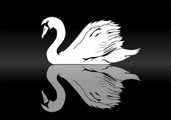 Obraz premium White swan silhouette on lake reflection with black background.