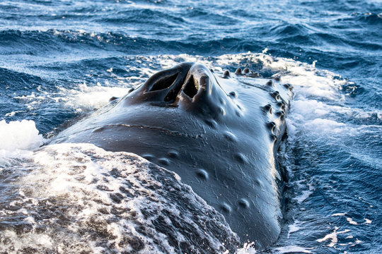 Blowhole Of A Humpback Whale