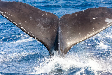 Tail of a humpback whale