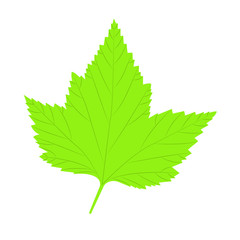 Leaves. Vector illustration, isolated on a white.