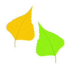 Leaves. Vector illustration, isolated on a white.