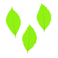 Leaves. Vector illustration, isolated on a white.