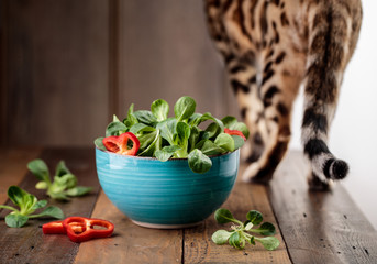 Fresh Corn Salad and Bengal Cat