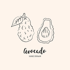 Avocado drawing Vector hand drawn avocado. Sketch of avocado on white background, Vector isolated icons set