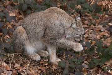 Luchs
