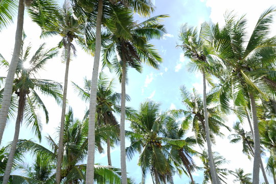 Coconut trees along Siquijor Island, Philippines