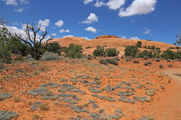 The landscape near Whale Rock in Canyonlands National Park, Utah.