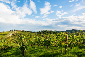 Obraz premium Weinberge in der Toskanalandschaft des Chianti Classico zwischen Florenz und Siena.