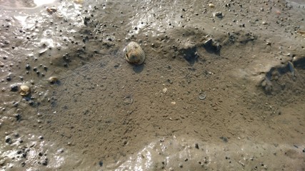 Kleiner wassergefüllter Priel im Wattenmeer (deutsche Nordsee) mit Muschel und Wattwurmlöchern