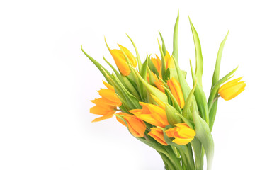 yellow tulips isolated on white background