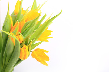 yellow tulips isolated on white background