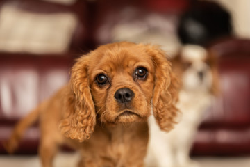 A single ruby Cavalier King Charles Spaniel puppy.