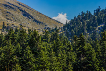 Fototapeta premium forest mountain highland north European scenery landscape in spring clear weather time