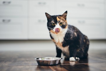 Naklejka na ściany i meble Hungry cat at home kitchen