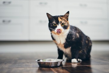 Hungry cat at home kitchen