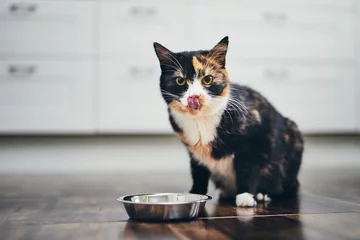 Foto op Plexiglas Hungry cat at home kitchen © Chalabala