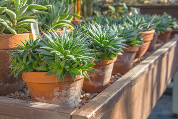 Fototapeta na wymiar Small agave bushes in pots in a greenhouse