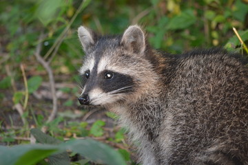 Naklejka premium raccoon