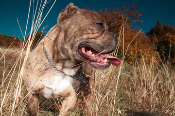side view of American bully panting in a field